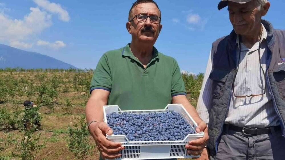 Bursa’dan Hong Kong’a yaban mersini ihracatı