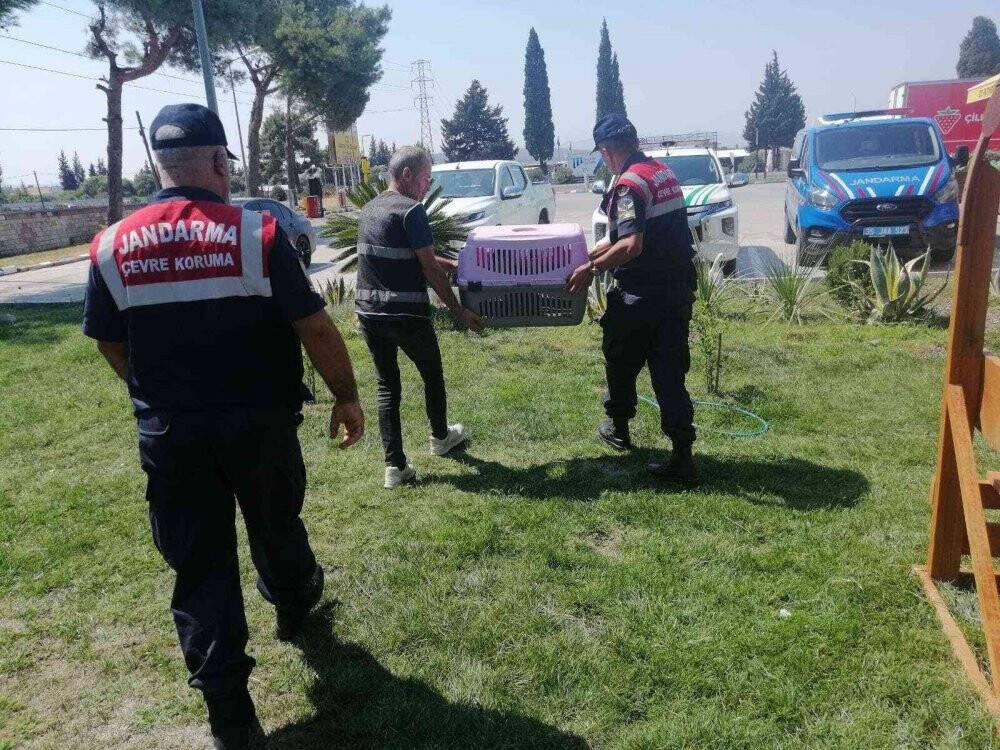 2 yaşındaki çocuğun elini maymun ısırdı