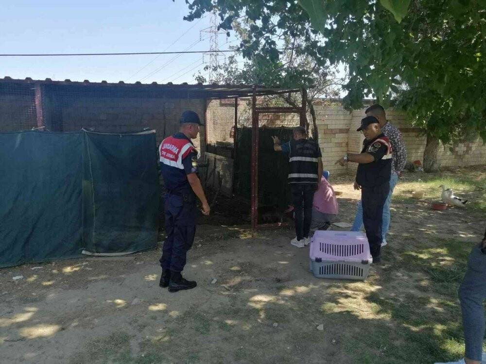 2 yaşındaki çocuğun elini maymun ısırdı