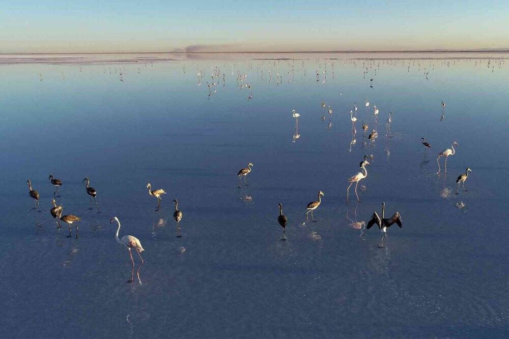 Bakan Kurum: “Tuz Gölü’ne su taşıdık, flamingolara can suyu verdik”