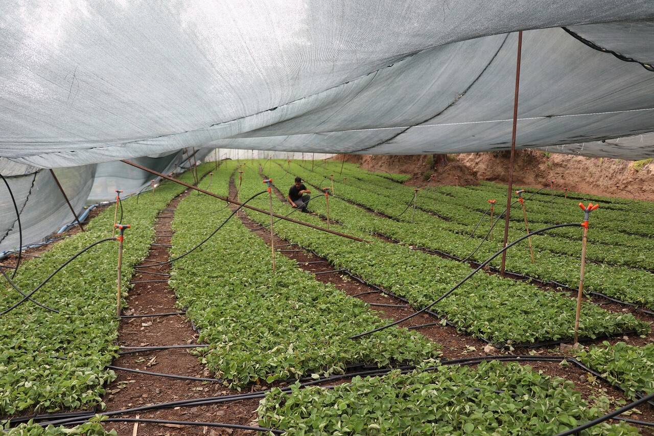 aa-20220821-28697362-28697358-hatayin-sinir-ilcesindeki-cilek-ureticileri-kendi-fidelerini-yetistiriyor.jpg