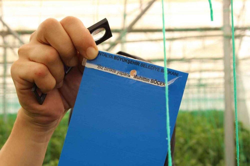 Çiftçiye 10 bin adet yapışkan tuzak dağıtıldı