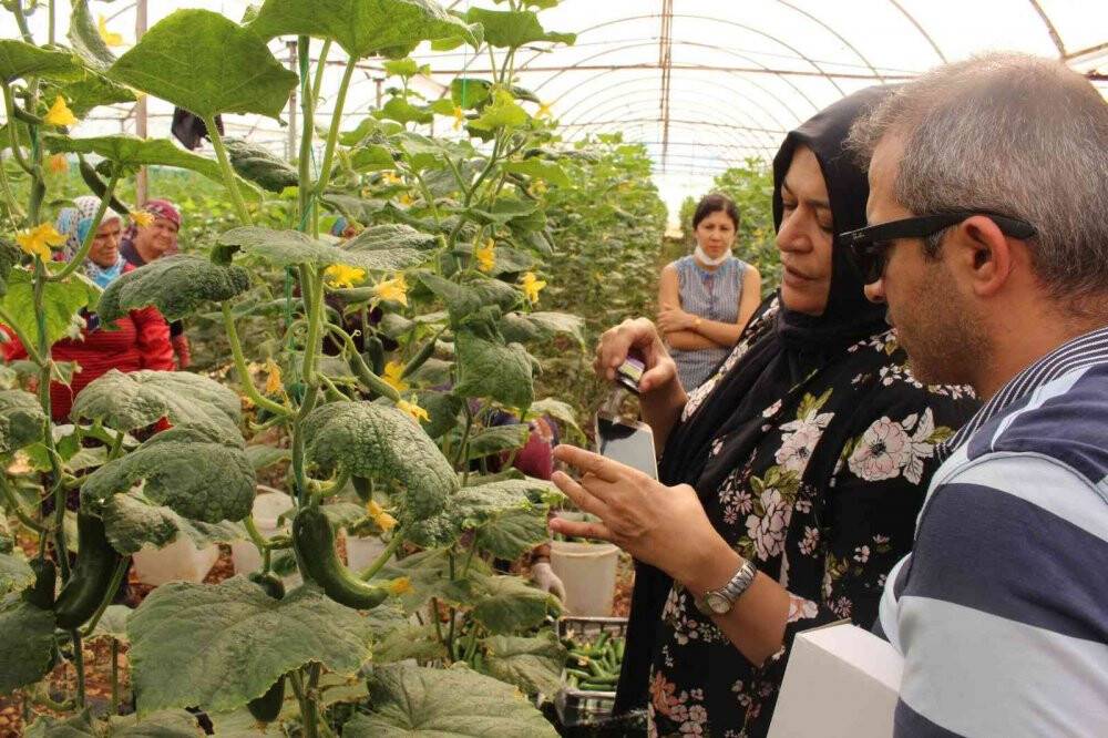 Çiftçiye 10 bin adet yapışkan tuzak dağıtıldı