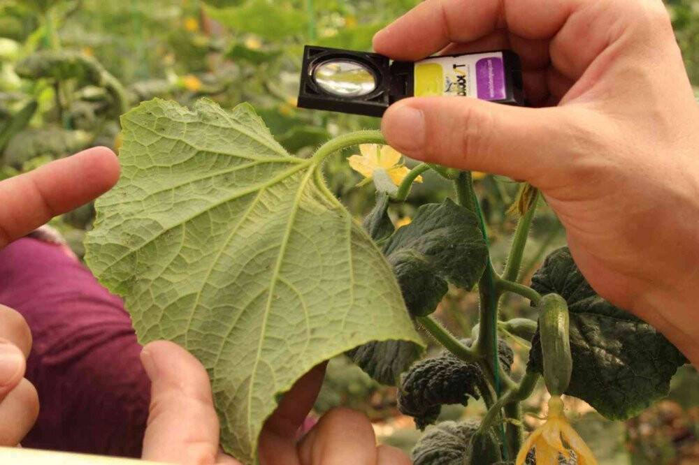 Çiftçiye 10 bin adet yapışkan tuzak dağıtıldı