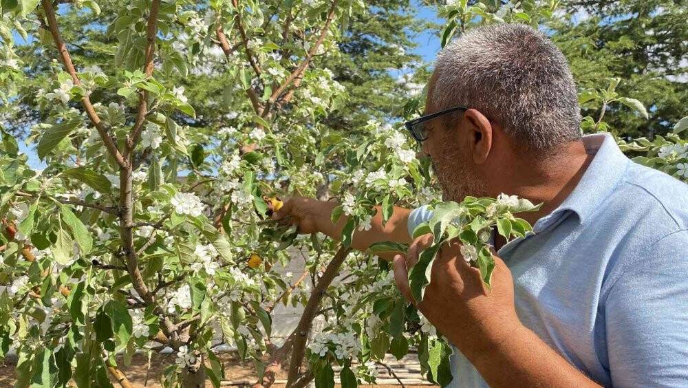 Elma ağaçları yıl içerisinde ikinci kez çiçek açtı