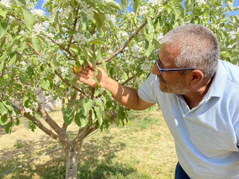 Elma ağaçları yıl içerisinde ikinci kez çiçek açtı