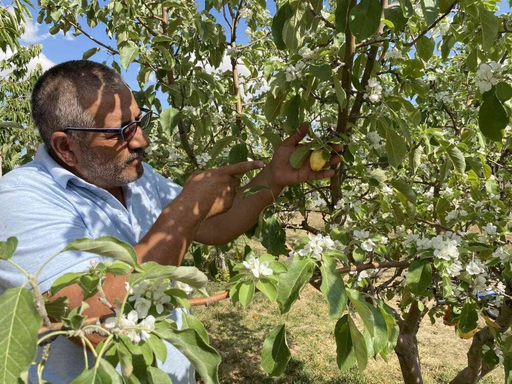 Elma ağaçları yıl içerisinde ikinci kez çiçek açtı