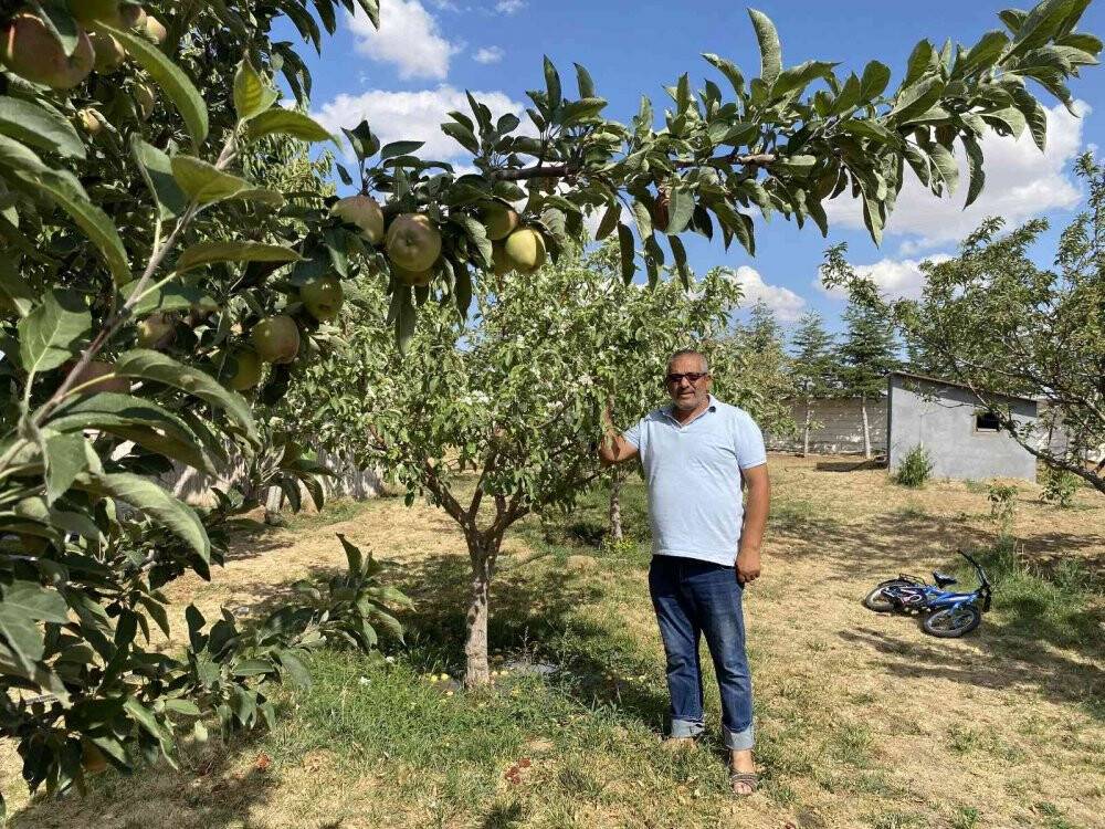 Elma ağaçları yıl içerisinde ikinci kez çiçek açtı