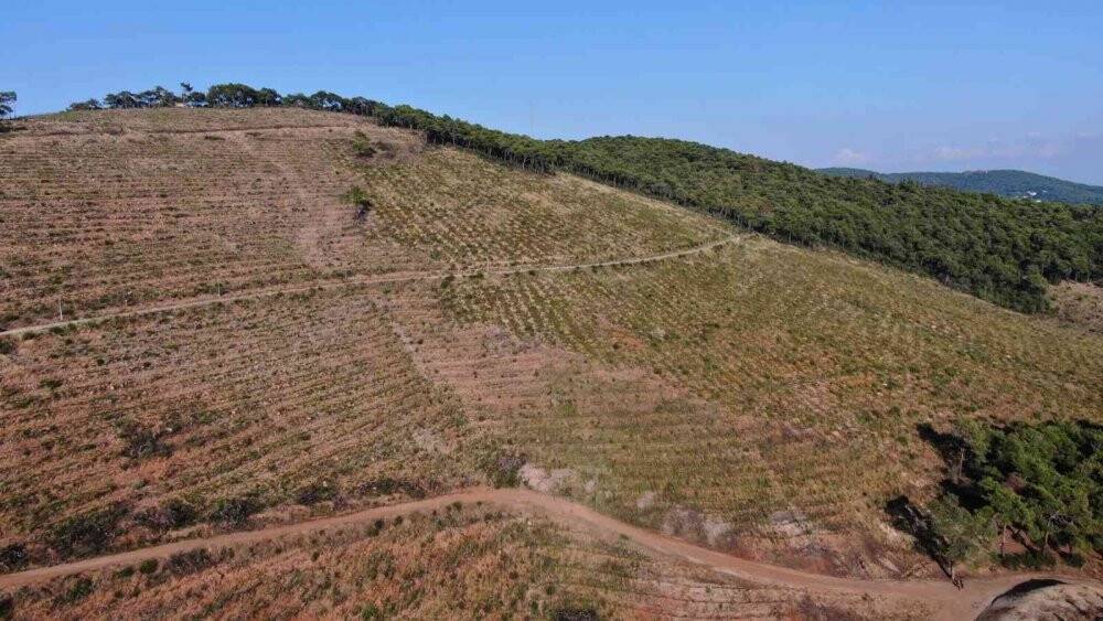 Heybeliada’da yanan ormanlık alan 1. yıl dönümünde eski yeşil görünümüne kavuşuyor