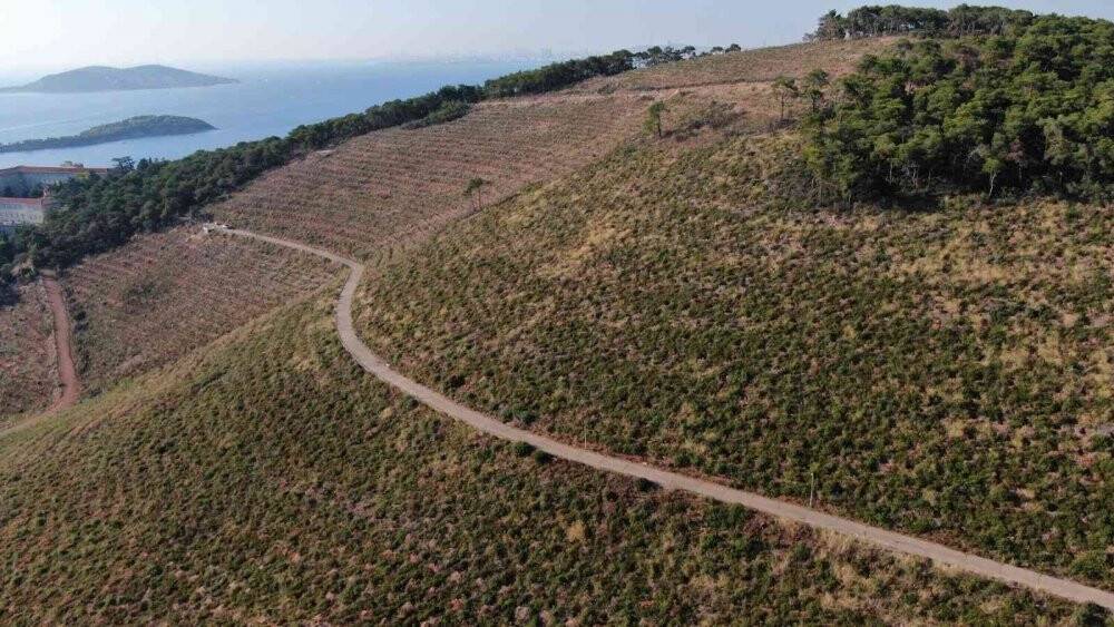 Heybeliada’da yanan ormanlık alan 1. yıl dönümünde eski yeşil görünümüne kavuşuyor