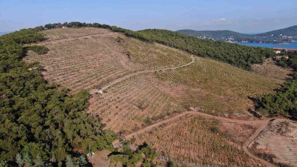 Heybeliada’da yanan ormanlık alan 1. yıl dönümünde eski yeşil görünümüne kavuşuyor