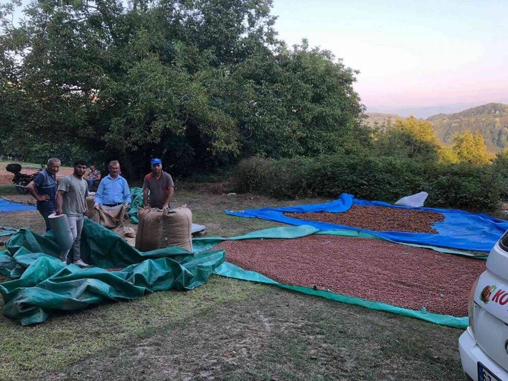 Serbest piyasada fındık 45 lira