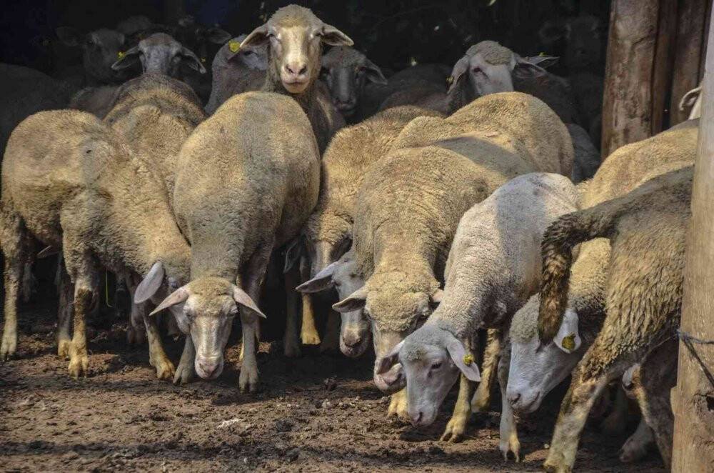 10 bin TL’ye çalışacak çoban bulamıyor