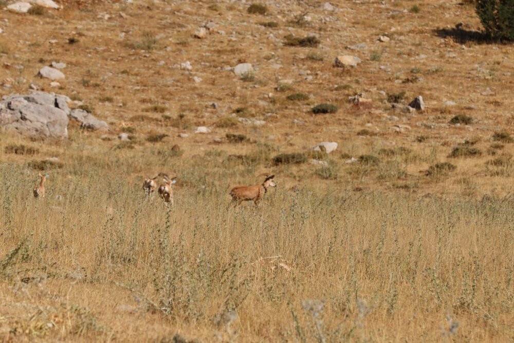 Yaban koyunları doğaya salındı