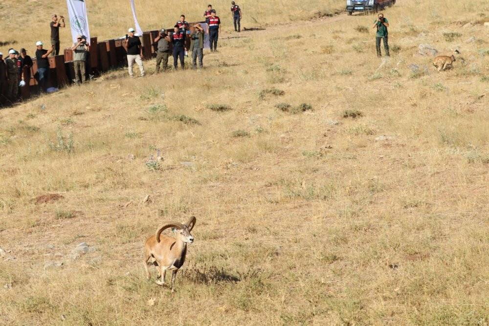 Yaban koyunları doğaya salındı
