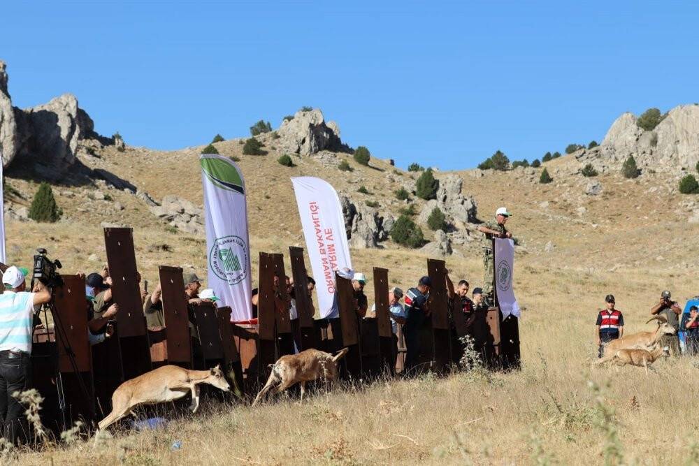 Yaban koyunları doğaya salındı