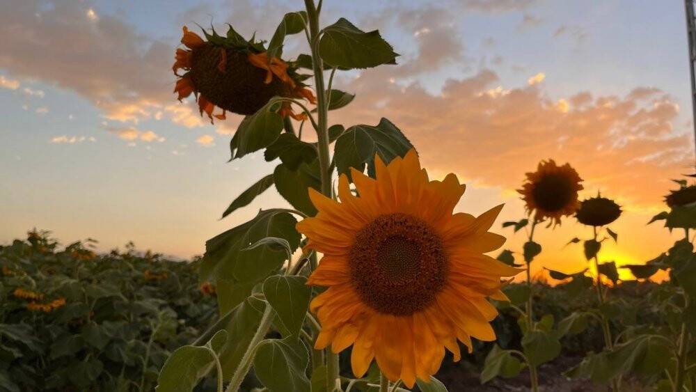 Yüzünü güneşe dönen “Günebakanlar” göz kamaştırdı