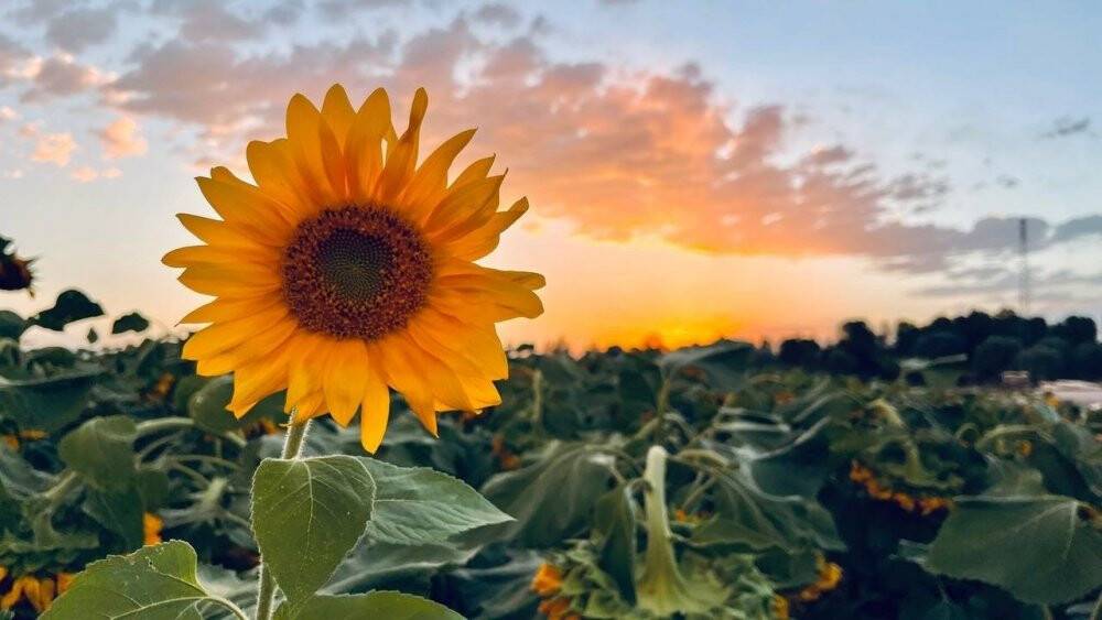 Yüzünü güneşe dönen “Günebakanlar” göz kamaştırdı