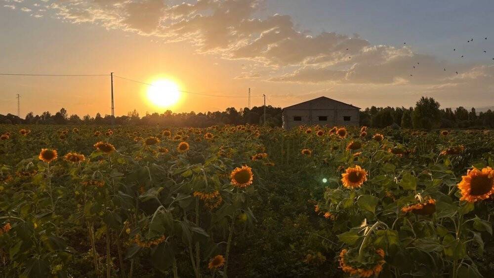Yüzünü güneşe dönen “Günebakanlar” göz kamaştırdı