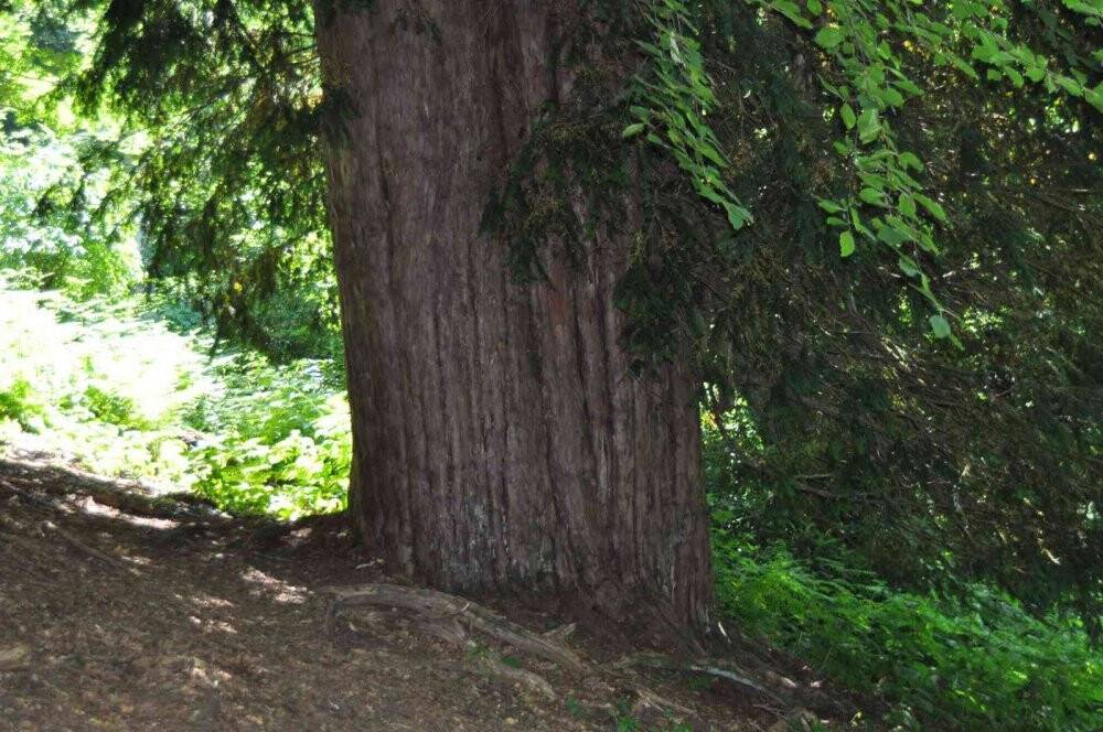 4118 yaşındaki Porsuk ağacı ihtişamıyla göz dolduruyor