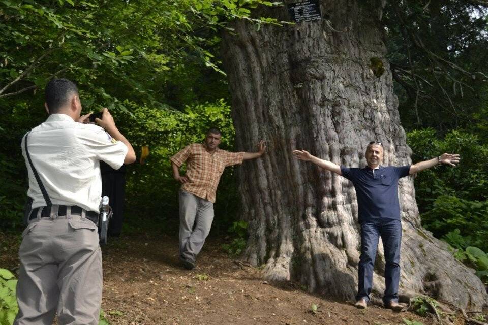 4118 yaşındaki Porsuk ağacı ihtişamıyla göz dolduruyor