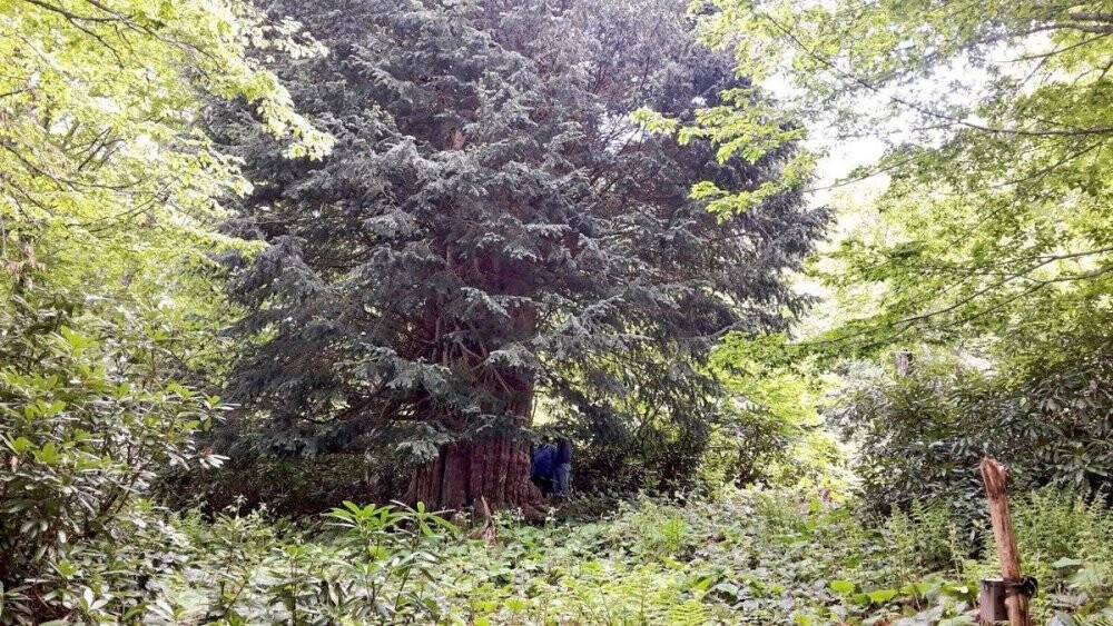 4118 yaşındaki Porsuk ağacı ihtişamıyla göz dolduruyor