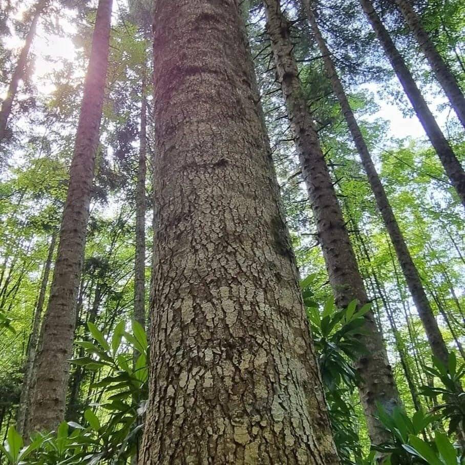 4118 yaşındaki Porsuk ağacı ihtişamıyla göz dolduruyor