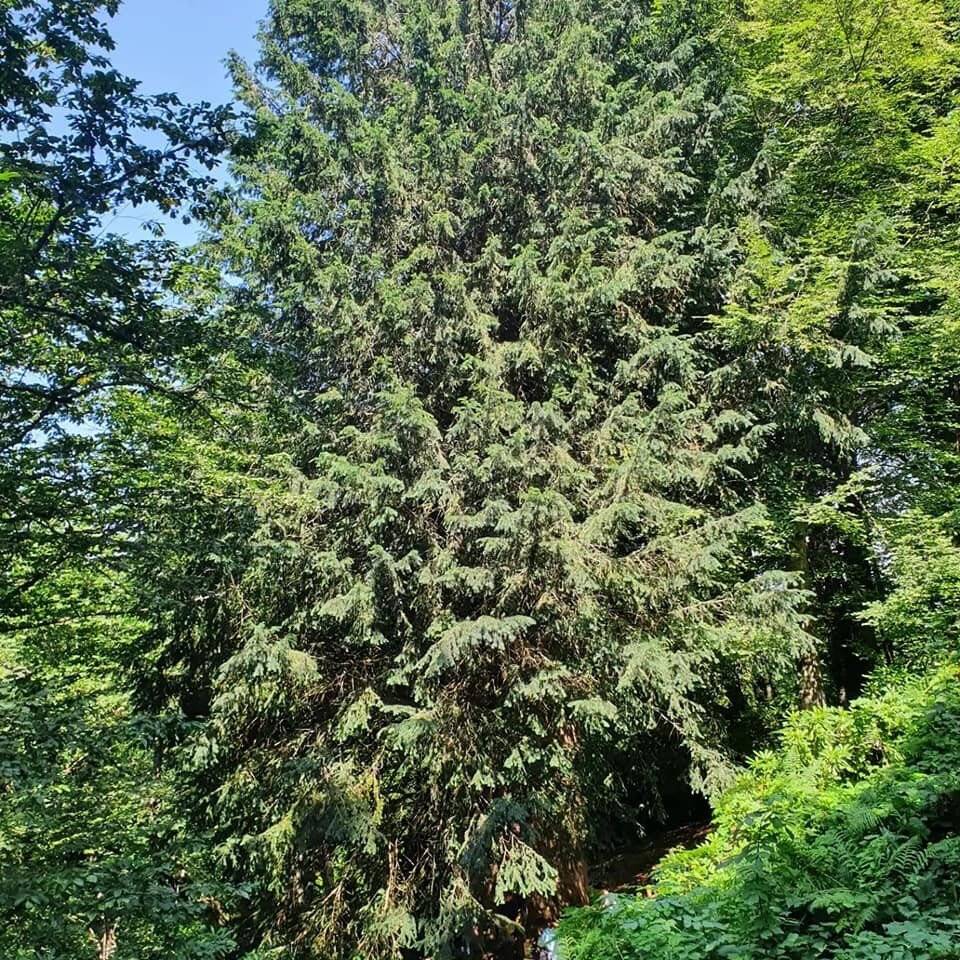 4118 yaşındaki Porsuk ağacı ihtişamıyla göz dolduruyor