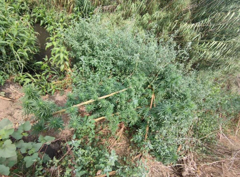 67 kök kenevir ele geçirildi