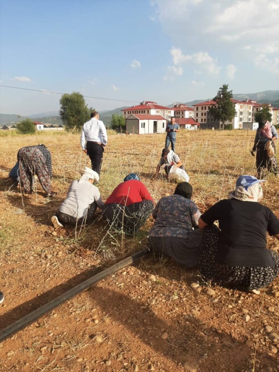 Coğrafi işaretli Tunceli sarımsağının ilk hasadı yapıldı