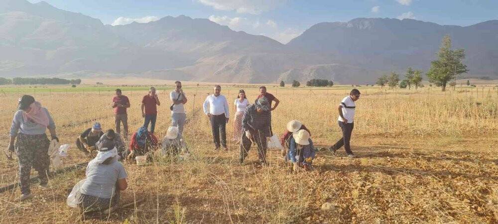 Coğrafi işaretli Tunceli sarımsağının ilk hasadı yapıldı