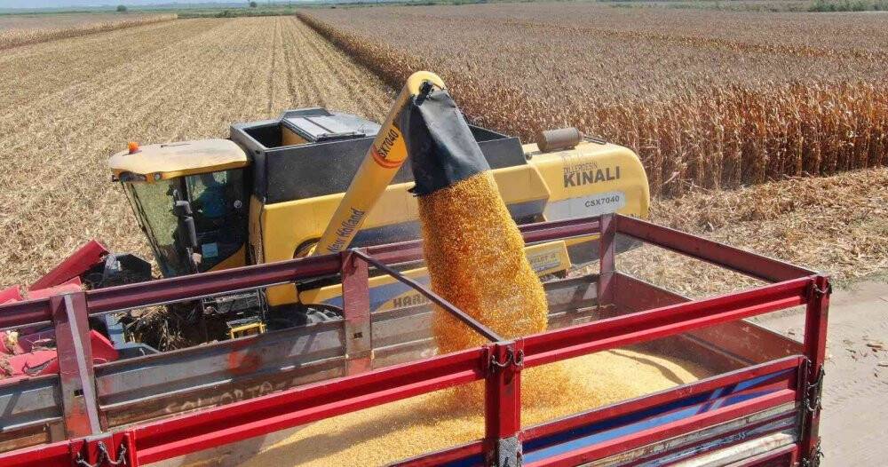 Türkiye’de ilk kez kumda mısır yetiştirildi, rekolte yüz güldürdü