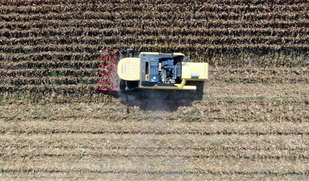 Türkiye’de ilk kez kumda mısır yetiştirildi, rekolte yüz güldürdü