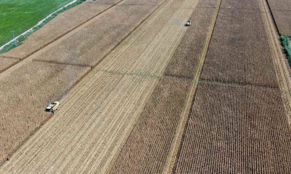 Türkiye’de ilk kez kumda mısır yetiştirildi, rekolte yüz güldürdü