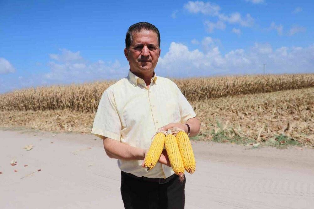 Türkiye’de ilk kez kumda mısır yetiştirildi, rekolte yüz güldürdü