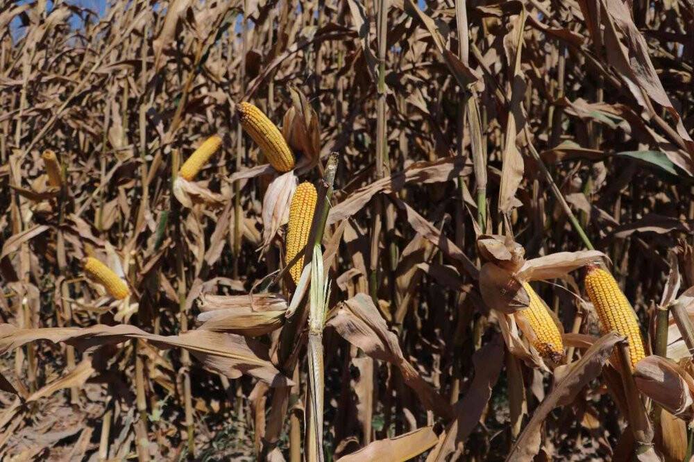 Türkiye’de ilk kez kumda mısır yetiştirildi, rekolte yüz güldürdü