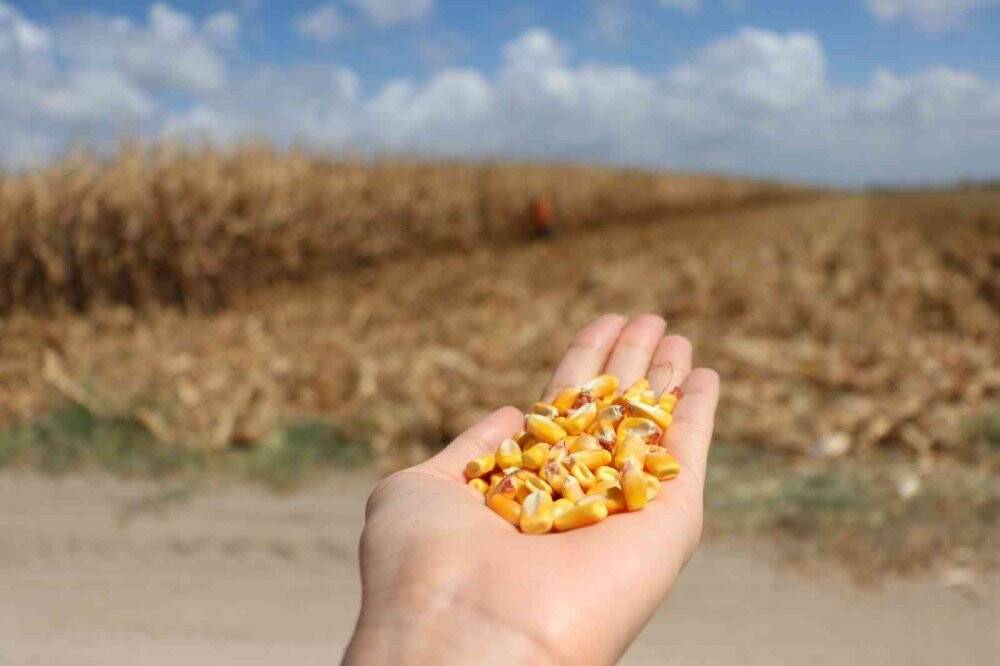 Türkiye’de ilk kez kumda mısır yetiştirildi, rekolte yüz güldürdü