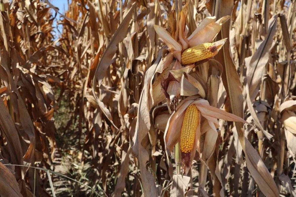 Türkiye’de ilk kez kumda mısır yetiştirildi, rekolte yüz güldürdü