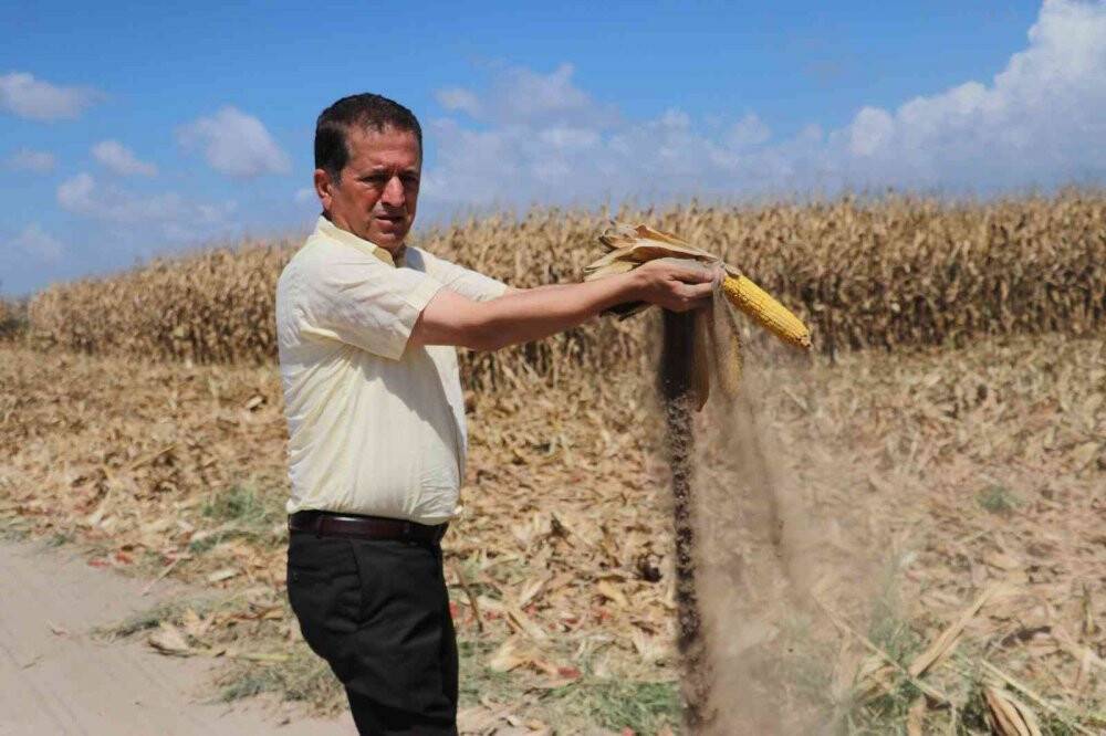 Türkiye’de ilk kez kumda mısır yetiştirildi, rekolte yüz güldürdü