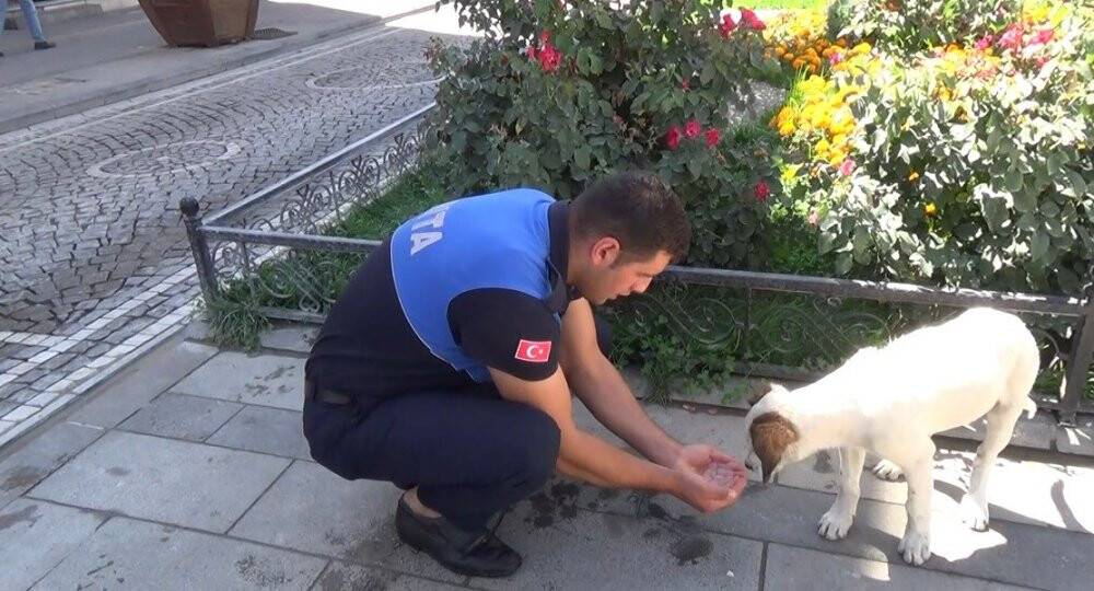 Zabıta memuru susayan köpeğe elleriyle su içirdi