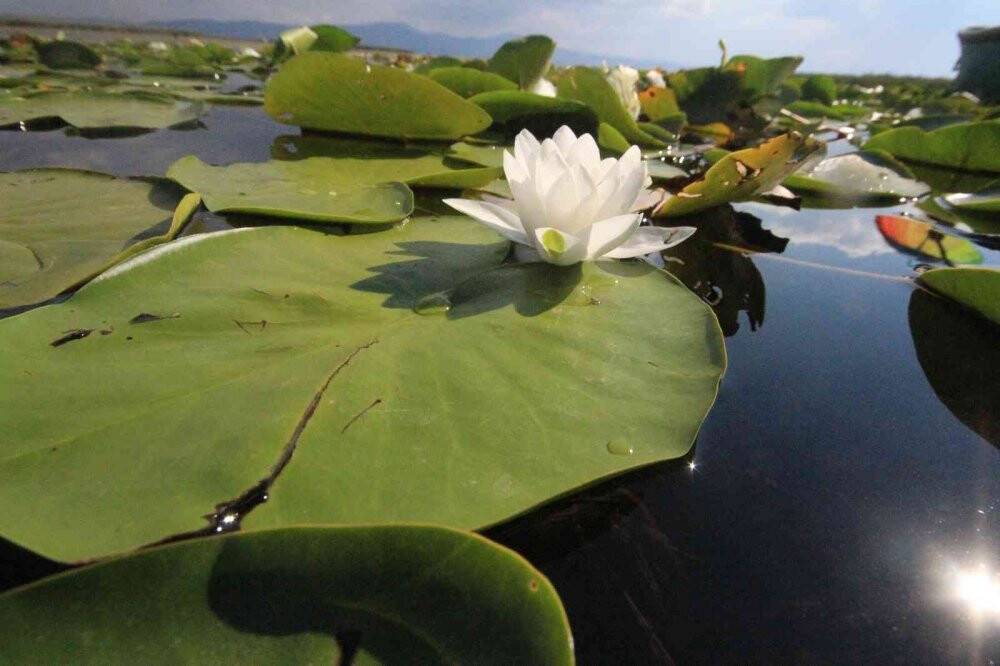 Beyşehir Gölü'ndeki nilüfer bahçesi hayran bırakıyor