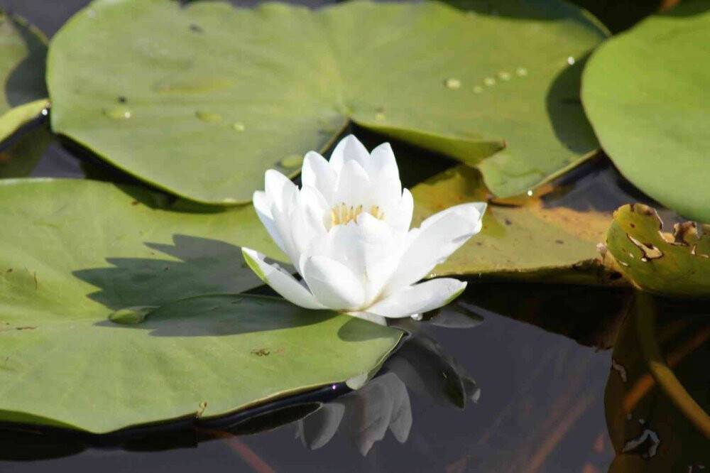 Beyşehir Gölü'ndeki nilüfer bahçesi hayran bırakıyor