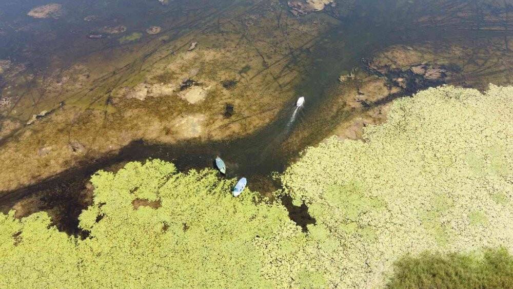 Beyşehir Gölü'ndeki nilüfer bahçesi hayran bırakıyor