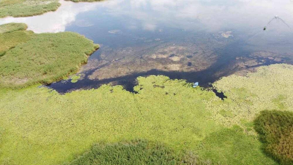 Beyşehir Gölü'ndeki nilüfer bahçesi hayran bırakıyor