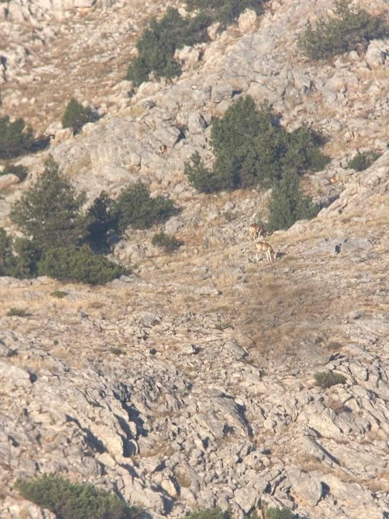 Yeni yaşamlarına başlayan ‘cerenler’ adım adım izleniyor