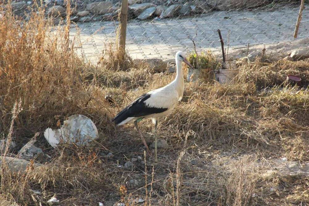 Adını "Leylektar" koydu, yorgun düşen leyleği iki gün misafir etti