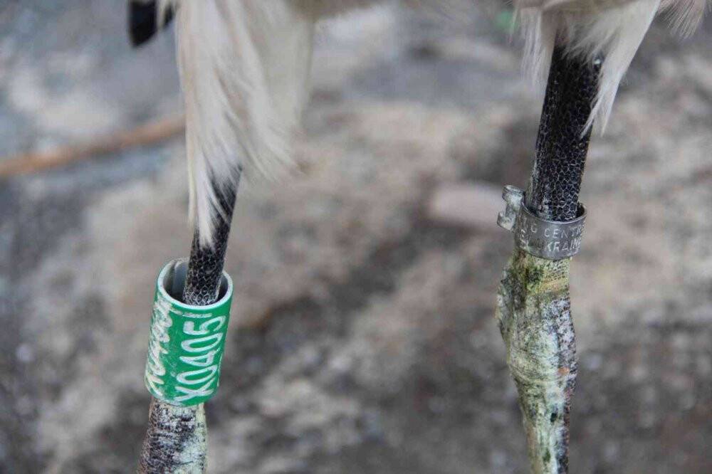 Adını "Leylektar" koydu, yorgun düşen leyleği iki gün misafir etti