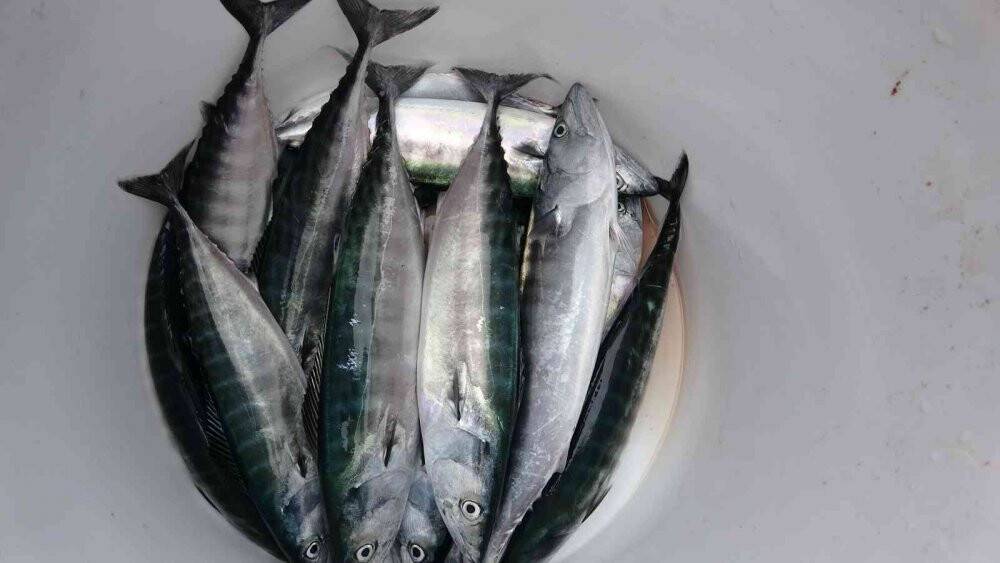 Sezonun başlamasına sayılı günler kala palamudun görüntüsü bol olacağı yönünde