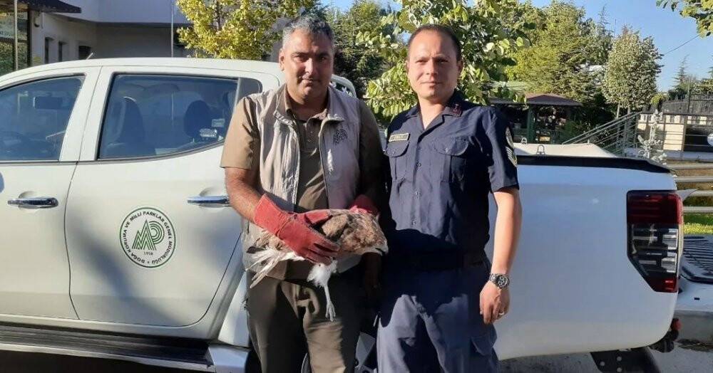 Konya’da bitkin vaziyette bulunan kızıl şahin koruma altına alındı