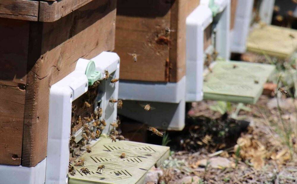 Dünya Arıcılık Kongresi Apimondia’da, Türkiye, dünya ikincisi